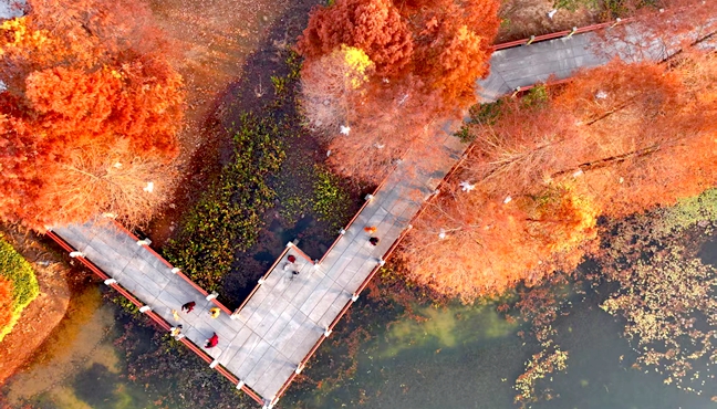 公园水杉披“红妆”